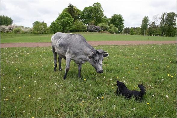 Les-vaches-bleues-de-Lettonie-1