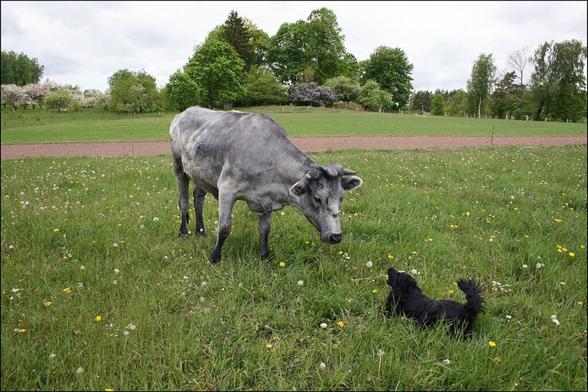 Les-vaches-bleues-de-Lettonie-1
