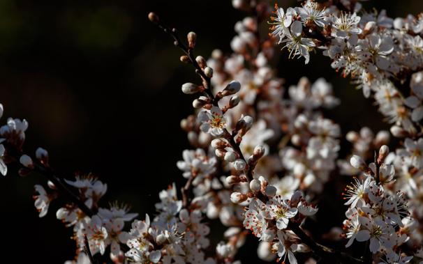 Blossoms of a cherry plum (Prunus cerasifera).