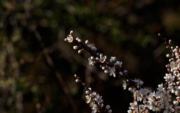 Blossoms of a cherry plum (Prunus cerasifera).
