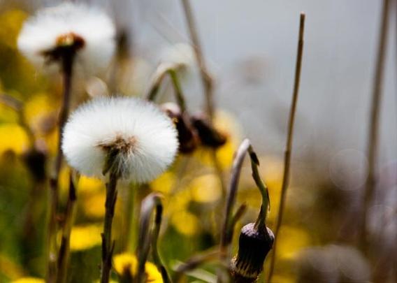 Top left and diagonally below two fluff balls of coltsfoot. The first vague. Next to it and slightly off-centre a faded bent flower head. This bent head will later straighten up and also become a beautiful fluff ball. In the background vague light green, many small, yellow, vague balls of coltsfoot that is still in bloom.