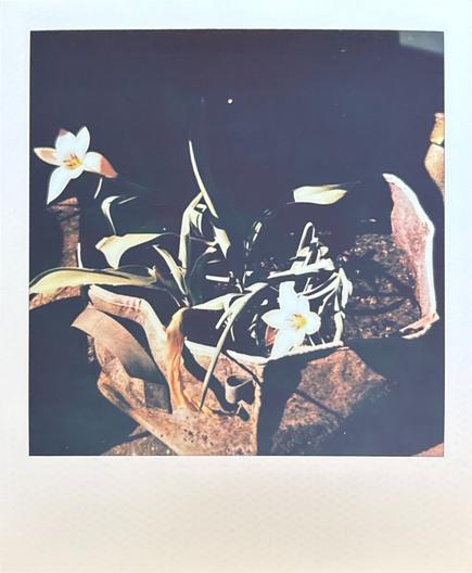 A colour Polaroid photo of two botanical tulips in a planter.