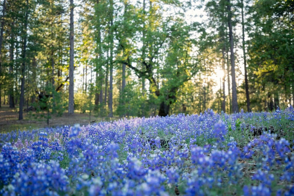 Blue bed of flowers amongst green trees on a sunny day.