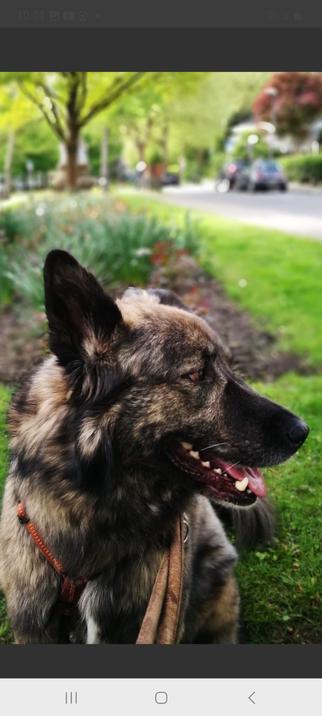Timber ist ein dunkelbraun melierter Hund, der auf dem Bild vor der Kamera steht und mit zum rechten Bildrand gewandten Kopf auf einem grünen Seitenstreifen einer Straße steht, die im Hintergrund verschommen zu erkennen ist.
Er hat braune, klare Augen und ein Steh- und ein Schlappohr. Er hat das Maul leicht geöffnet, aber die Zunge hängt noch nicht raus.
Der Nasenrücken ist komplett schwarz, sowie das Fell an den Ohren.
Er trägt ein Geschirr aus  rot-orangenem Gurtband, das zwischen seinem Fell nur zum Teil zu erkennen ist.