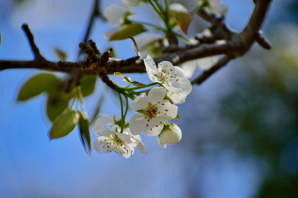 Closeup of a cluster of blooms on a Bradford Pear tree - tiny, white five-petalled flowers with dark pink and bright green stamens - against an intentionally blurred background of a bright blue sky and green foliage.