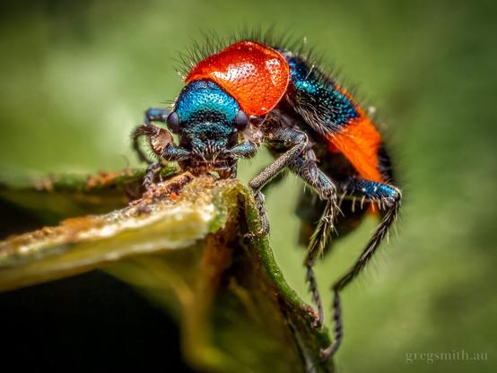 Face-on view of a red and blue beetle, coloured red and green, Dicranolaius bellulus, on a leaf.
