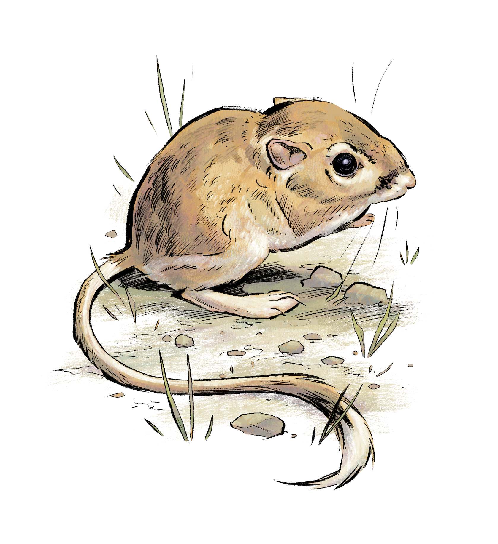Illustration of a kangaroo rat among some pebbles and grass