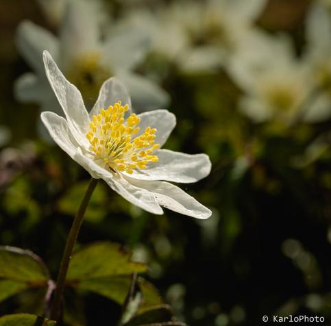 A small white flower.