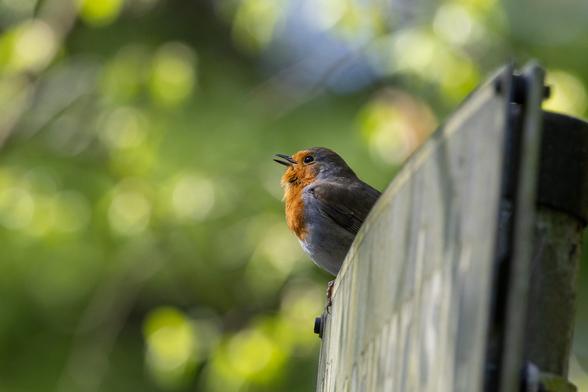 A robin on a sign with a street name. It is brightly lit by the sun and the background is filled with lush green trees. The bird was singing at the time, so its beak is open.