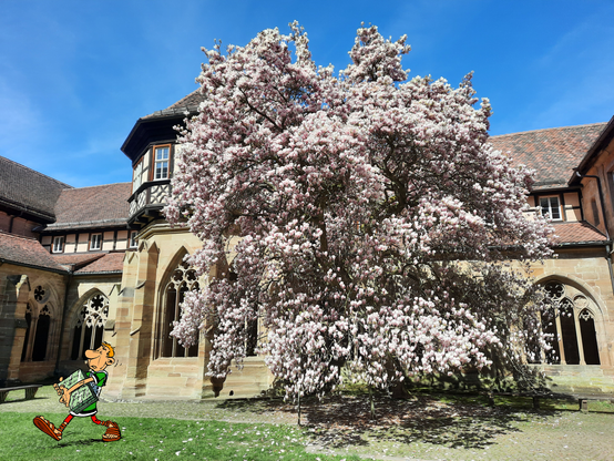 Römischer Schreibstubenhengst geht mit einer Marmortafel vom blühenden Magnolienbaum weg. Links hinter dem Baum ist das Brunnenhaus zu sehen.