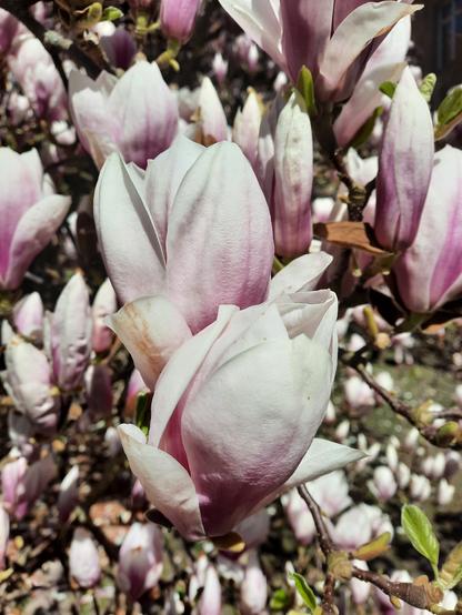 Nahaufnahme von Magnolienblüten.