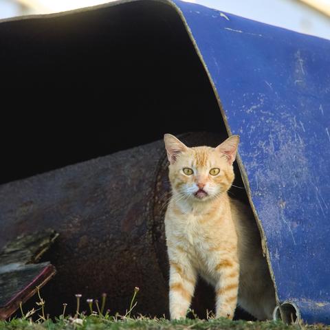 a photo of a cat on the streets of puerto rico