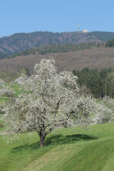 Vorn grüne Wiese + blühender Obstbaum, dahinter Nadelbäume und blattlose Laubbäume des Schwerzwalds, und Turm & Haus auf dem Blauen
