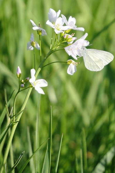 Einer der vielen Schmetterlinge, die wir gesehen haben, an einer Blüte