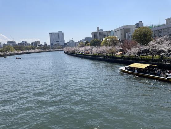 Sakura tree-lined river in Osaka viewed from a bridge.