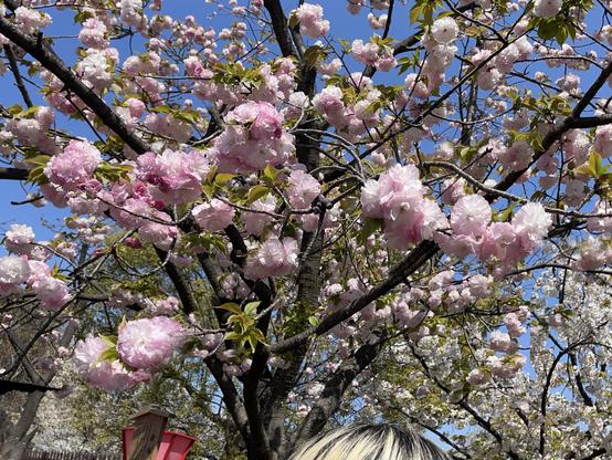 Looks like early yaezakura. I decided to leave in the photobombing by a young Japanese woman with bleached blonde hair in order to show some local color.