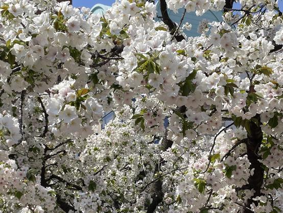 Cherry blossoms close up