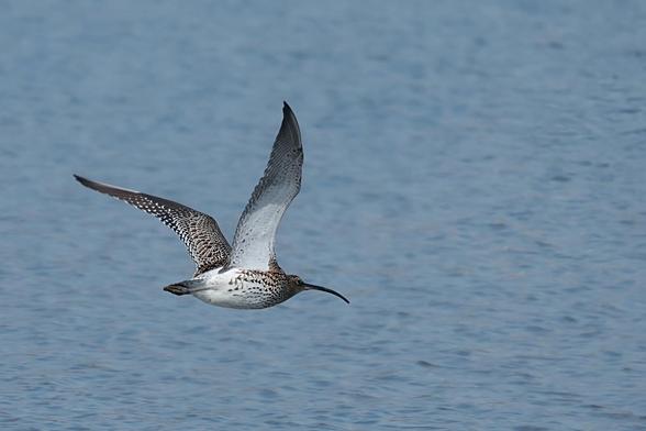 A long billed curlew speeding across the River Hamble, near where it enters the Solent, Hampshire, UK.