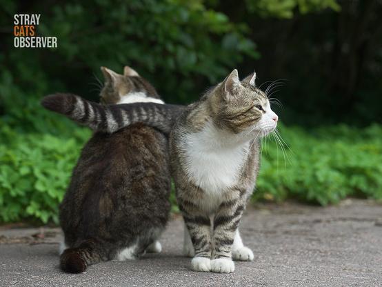 Two cats are standing next to each other and the right one puts its tail on the left one
