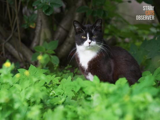 Black and white cat sits in the tall grass