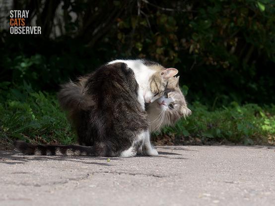 A cat looks into the eyes of another cat