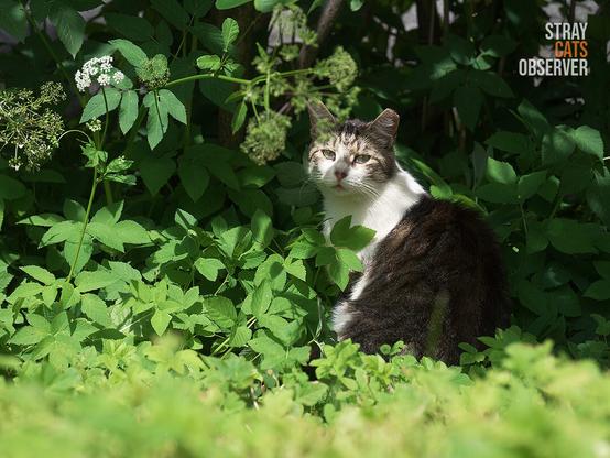 Tabby and white cat sits in the tall grass