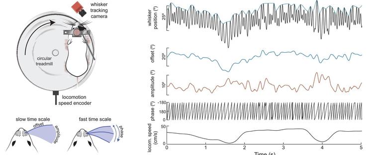 Top left: A schematic of the experimental setup illustrating a head-fixed mouse locomoting on a circular treadmill and actively whisking in air. A high-speed camera and digital encoder recorded whisker position and locomotion speed, respectively. Right: Example traces of whisking kinematics and locomotion speed over time. Whisking features midpoint, amplitude, and phase were calculated from angle. Bottom left: Illustration displaying the slow-changing features whisker midpoint and amplitude (left) and the fast-changing feature whisker phase (right).