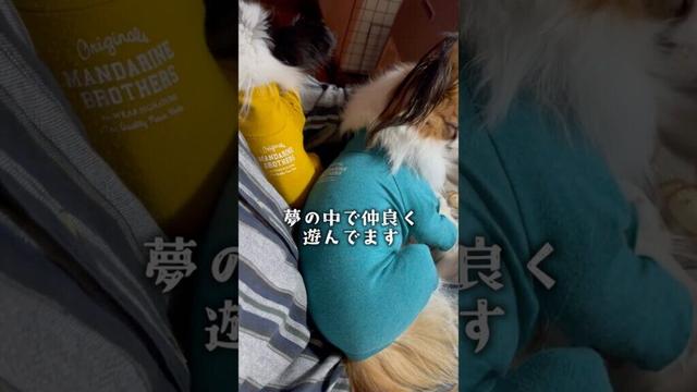 キツネとパンダの寝落ち　 #パピヨン #papillon #可愛い　#子犬お迎え