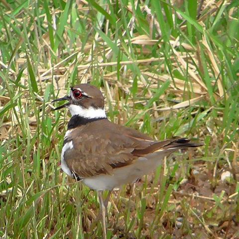 A Killdeer with its beak open. Was complaining about me being too near their well hidden nest.