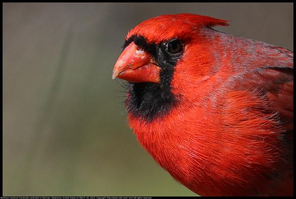 A photo has been cropped to show just the head of a Northern Cardinal (Cardinalis cardinalis) in Norman, Oklahoma, United States on March 16, 2025. His crest is partially lowered.
