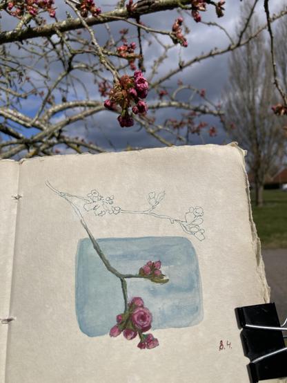 The lower half of the photo shows a sketchbook, open on a page with a painting of a cherry tree branch, with blossoms that are just about to open. The painting is done partially in color and partially as a line sketch in blue ink. 
The top part of the photo shows branches of the cherry tree in the middle ground and distant clouds in the background.