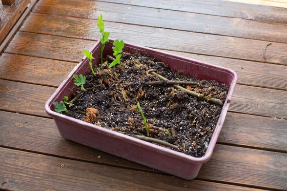 Rectangular plastic cat litter box filled with potting soil. Lobed leaves are pushing up in various locations and there are likely roots below, too.
