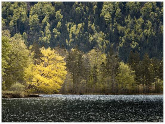 Serene lake with a vibrant yellow tree on the shore contrasting with the surrounding green and brown forest under soft, diffused light.