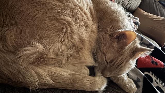 Large sleeping tan cat.