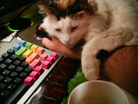 Eero the cat using my arm as pillow while I try to use my mouse and computer. There's a colorful keyboard and palm rest visible, as well as a part of an empty coffee mug.