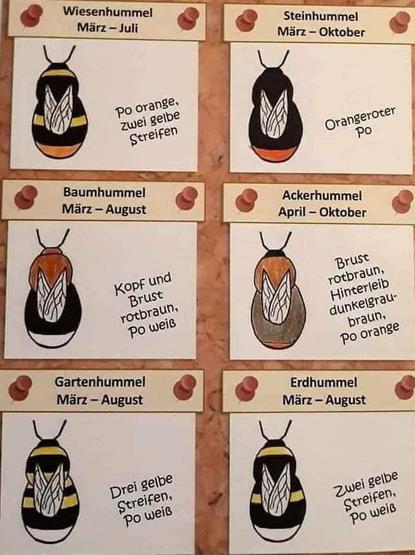 Eine Tafel um Hummeln zu bestimmen.
Oben links: Wiesenhummel. Po orange,zwei gelbe Streifen.
Oben rechts Steinhummel. Orangroter Po.
Mitte links: Baumhummel. Kopf und Brust rotbraun. Po weiss
Mitte rechts: Ackerhummel. Brust: rotbraun, Hinterleib dunkelgrau-braun, Po orange
Unten links: Gartenhummel. Drei gelbe Streifen, Po weiss.
Unten rechts: Erdhummel. Zwei gelbe Streifen, Po weiss.