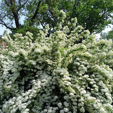 Spirea is common in gardens and parks, and can be roughly divided into types of spring and summer blooms, and those with white or pink flowers. Marigolds are shrubs of low growth or medium height, easily grown in sunny or semi-shady places, grow quickly, require very strong pruning, tolerate frost. They look good planted in a group.
These spring shrubs planted to create a green background, provide shelter from view or wind, give a vertical element to the garden, beautiful.
