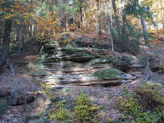 A colourful, sun-drenched autumn forest growing on a large rock, reminiscent of puff pastry with its many layers.. Part of this rock is visible in the forest. Blueberry plants are visible in the foreground, and colourfully leafy trees and conifers are visible in the background.
