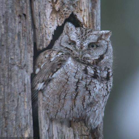 An eastern screech owl sitting in a hole in a dead tree. It faces the viewer, one eye slightly closed, as if winking. Its feathers perfectly match the colours of the tree trunk.