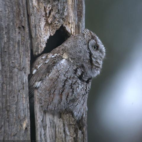 Profile of an eastern screech owl, sitting in its hole in a tree, facing the right. It stretches its neck out while making its distinctive hoo-hoo-hoo call.