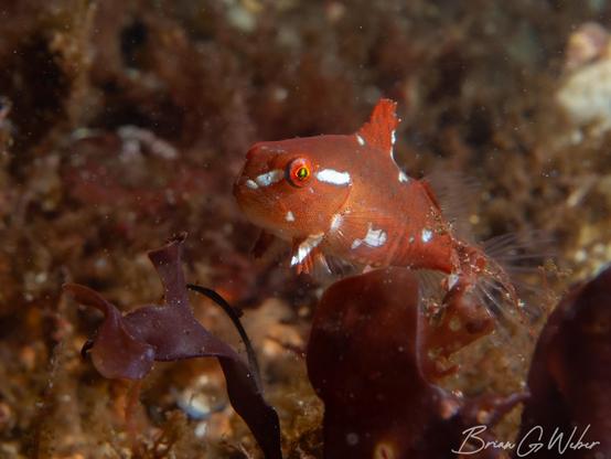 A small lumpfish peeks out from behind some seaweed. This is the first time I have spotted a lumpfish at this site.