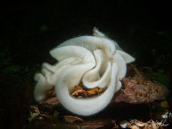 An egg cluster from Onchidoris bilamellata, commonly known as a barnacle-eating nudibranch