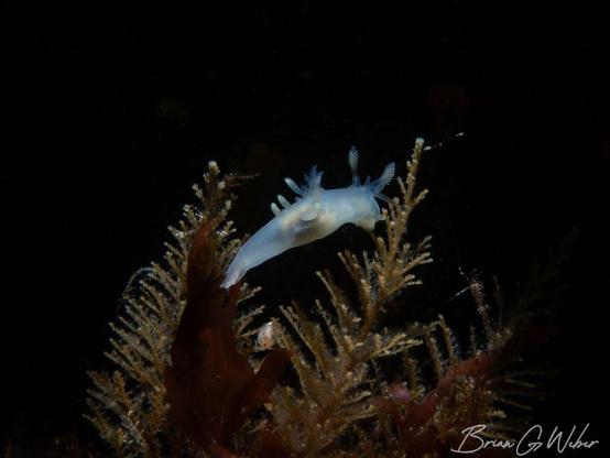 A small Ancula gibbosa nudibranch in the seaweed against a black background