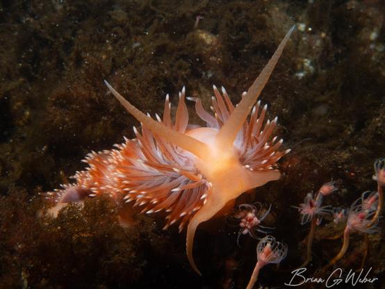 A massive Flabellina sp. in an orange coloration. This creature was probably 4 inches long!