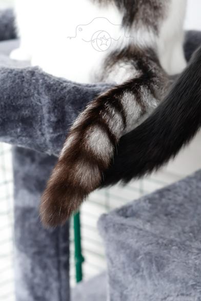 Two cat's tails touching