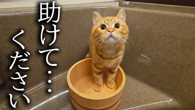 ニャーニャー子猫の泣き声が、急いで駆けつけるとお風呂で助けを...