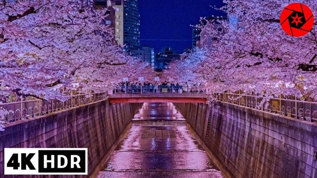 Tokyo’s Most Crowded Night Cherry Blossom Festival - 4K HDR