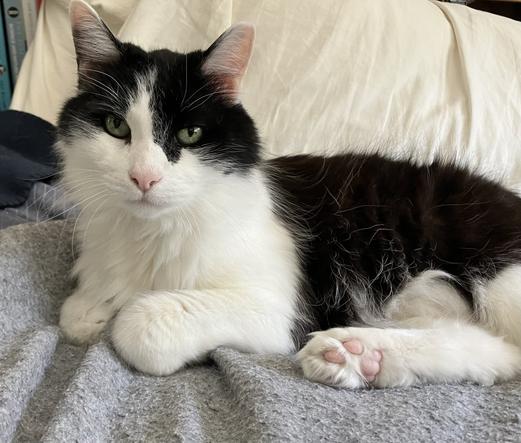 A medium-hair tuxedo cat, curled up on a bed next to my pillows, pink toe beans on one rear paw fully visible. He's looking into the camera, and he's stunningly gorgeous.