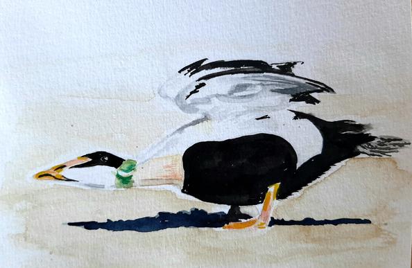 Aquarell. Eine Eiderente.