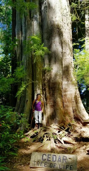 Me, standing beside a colossal cedar tree in a sun-dappled, ancient, old growth forest. The woman, dressed in a purple tank top, white pants & brown boots, leans against the tree with a walking cane. The tree's massive trunk dominates the scene, its textured bark showing its age. In the foreground, on the ground near the tree's roots, is a sign that reads "Cedar Tree of Life." Green foliage surrounds the tree, adding to the lush, natural environment.